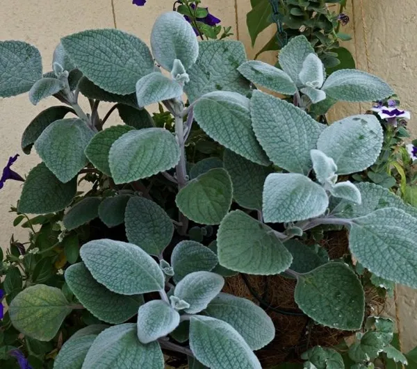 Плектрантус серебристый (Plectranthus argentatus)