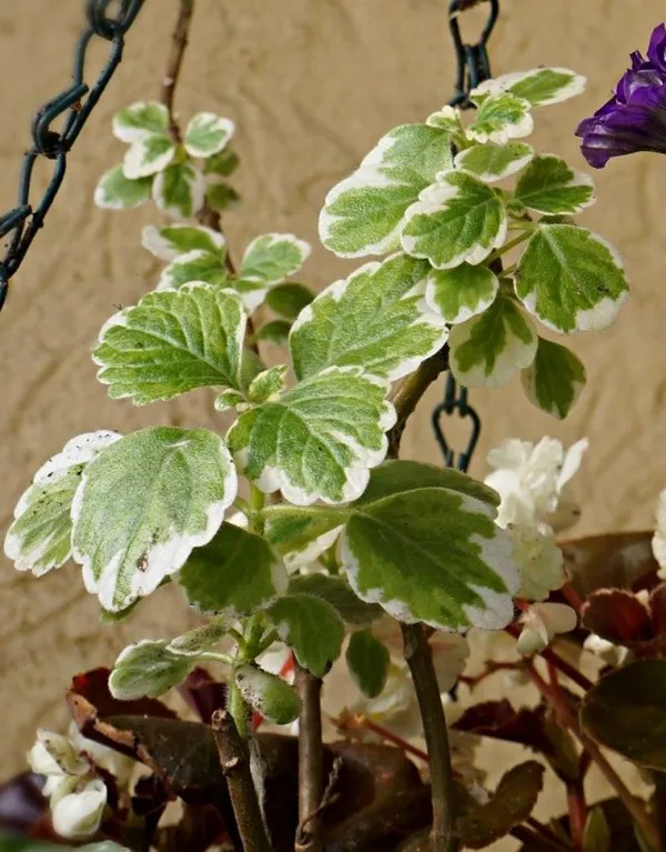 Плектрантус колеусовидный, или Форстера (Plectranthus forsteri), вариация «Маргинатус»