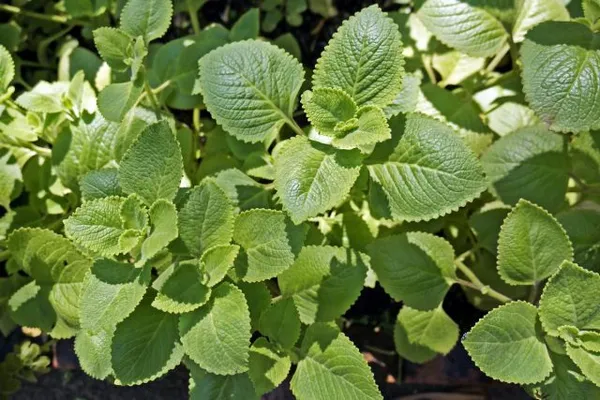 Плектратнтус ароматный, или душистый (Plectranthus amboinicus)