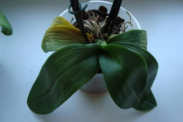 Фото мягких листьев орхидеи