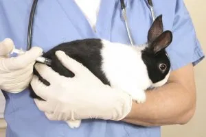 Вакцинация кроля