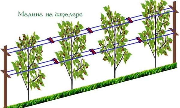 Схема шпалеры для малины