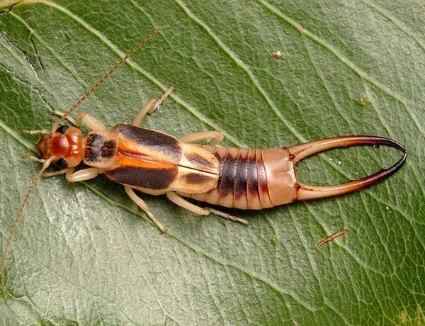 Уховертка — всеядное насекомое из отряда кожистокрылых