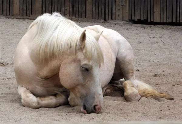 Спящая домашняя лошадь