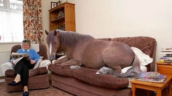 лошадь на диване