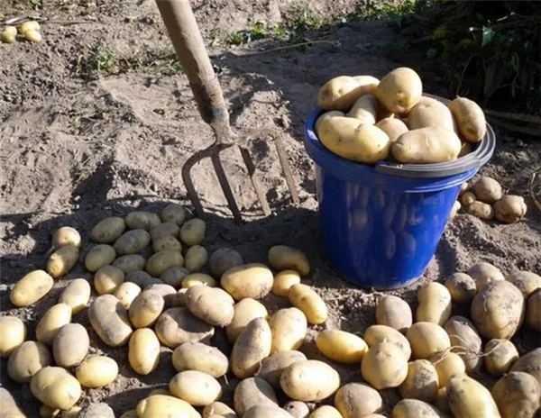 Удобрение картофеля