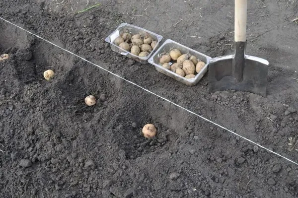 Как правильно делать лунки для картошки?