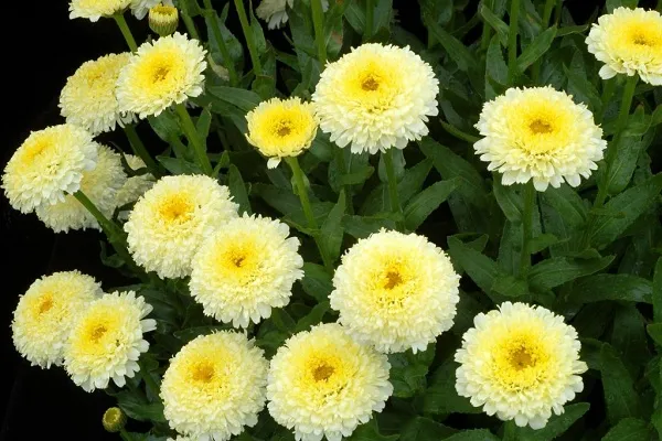 Нивяник-цветок-Описание-особенности-виды-и-уход-за-нивяником-25