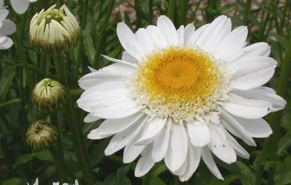Нивяник-цветок-Описание-особенности-виды-и-уход-за-нивяником-12