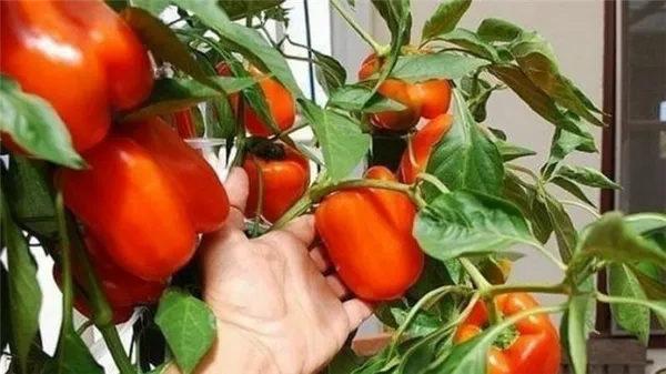 Руководство по выращиванию перца на балконе пошагово: получаем хороший урожай, не выходя из дома