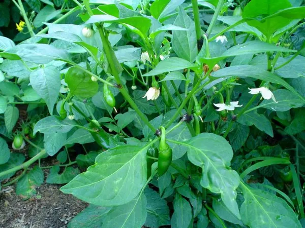 Перец халапеньо (Capsicum annuum ‘Jalapeno’)