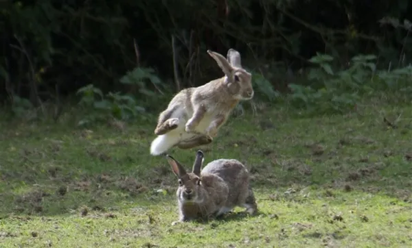 Кролики хорошо бегают и прыгают 