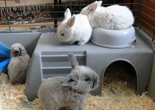 Декоративные кролики живут дольше собратьев с ферм