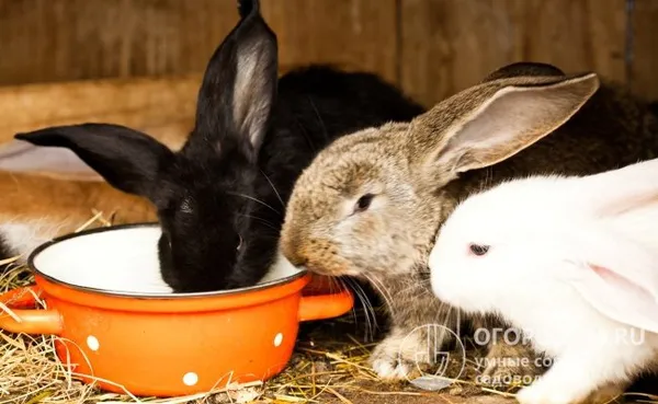 При кормлении кролей влажными мешанками, необходимо каждый раз (особенно летом) очищать от остатков недоеденной пищи кормушку и мыть ее