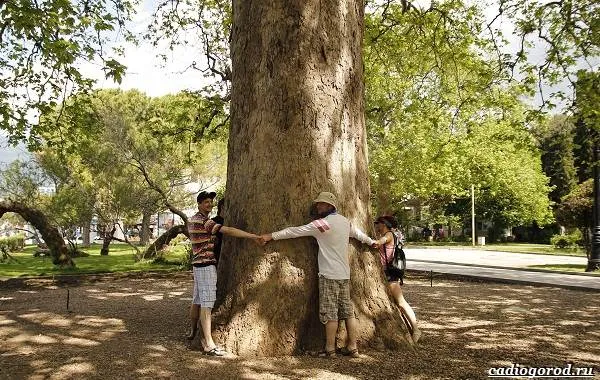 Чинара-дерево-способное-пережить-государства-и-цивилизации-4