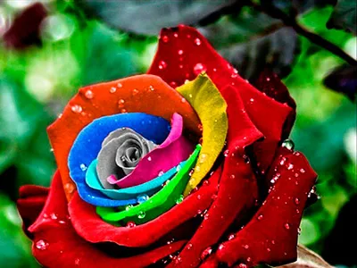 Цвета роз и их значения - фото 1