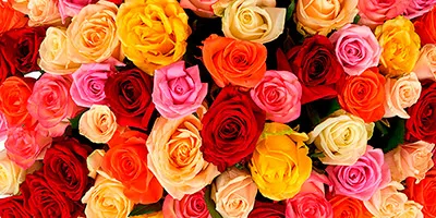 Цвета роз и их значения - фото 2
