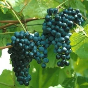 технические сорта винограда важно