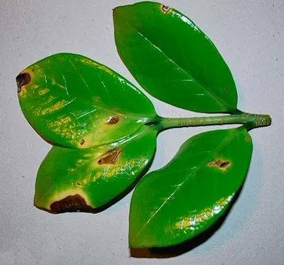 пятна-на-листьях-замиокулькаса-фото