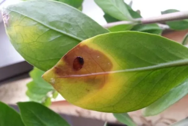 Коричнево-желтое пятно на зеленом листе замиокулькаса при корневой гнили