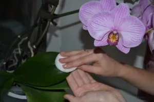 Ватным диском, пропитанным раствором «Эпина», протирают листья орхидей с обеих сторон