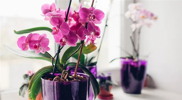 11 самых красивых видов орхидей для дома