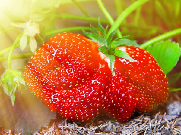 Обилие крупных и вкусных ягод в текущем сезоне закладывается в середине лета прошлого года