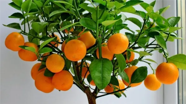 Лучшие подкормки для мандаринового дерева в домашних условиях