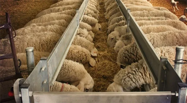 Особенности поведения овец