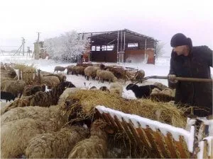 Рацион кормления овец