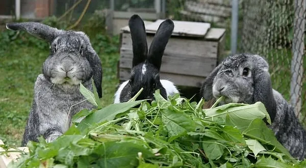 Кролики едят