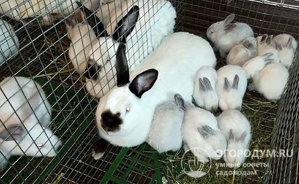 Крольчата около двух месяцев находятся на материнском вскармливании