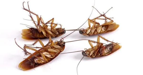 Обзор как выглядят маленькие квартирные тараканы: чем вредны, их места обитания, причины появления и инструкция как уничтожить