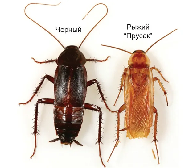 Как выглядят маленькие тараканы и чем они отличаются от обычных?