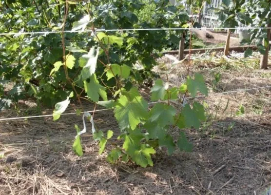 Двухлетний виноградный куст