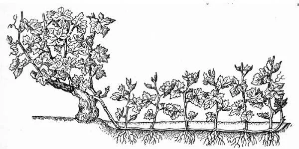 Размножение винограда отводками