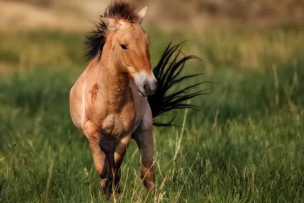 Лошадь-Пржевальского-Описание-особенности-виды-образ-жизни-и-среда-обитания-животного-4