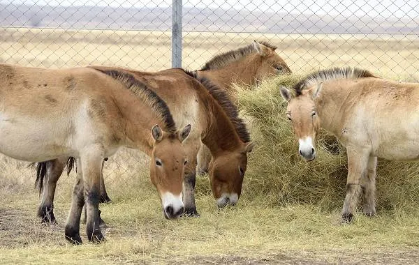Лошадь-Пржевальского-Описание-особенности-виды-образ-жизни-и-среда-обитания-животного-11
