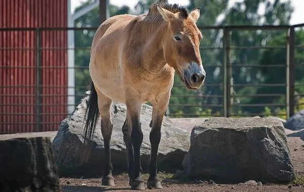 Лошадь-Пржевальского-Описание-особенности-виды-образ-жизни-и-среда-обитания-животного-6