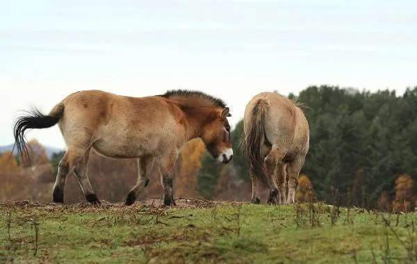 Лошадь-Пржевальского-Описание-особенности-виды-образ-жизни-и-среда-обитания-животного-8