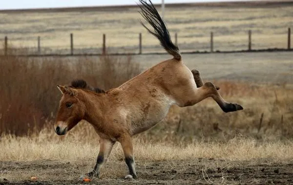 Лошадь-Пржевальского-Описание-особенности-виды-образ-жизни-и-среда-обитания-животного-3