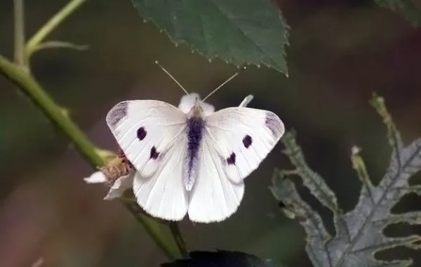 Капустница-бабочка-насекомое-Описание-особенности-виды-и-фото-капустницы-6