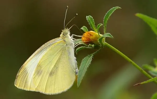 Капустница-бабочка-насекомое-Описание-особенности-виды-и-фото-капустницы-3