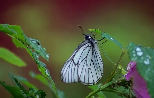 Капустница-бабочка-насекомое-Описание-особенности-виды-и-фото-капустницы-5