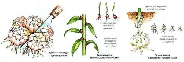 Посадка лилии