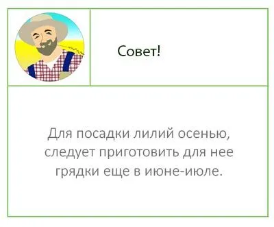 Совет о лилиях