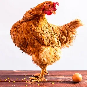 Ленинградская золотисто-серая порода кур