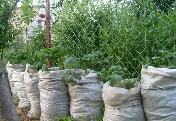 Если вы решили посадить огурцы, то нужно определиться между мешками из мешковины и полиэтилена, можно использовать мешки для мусора