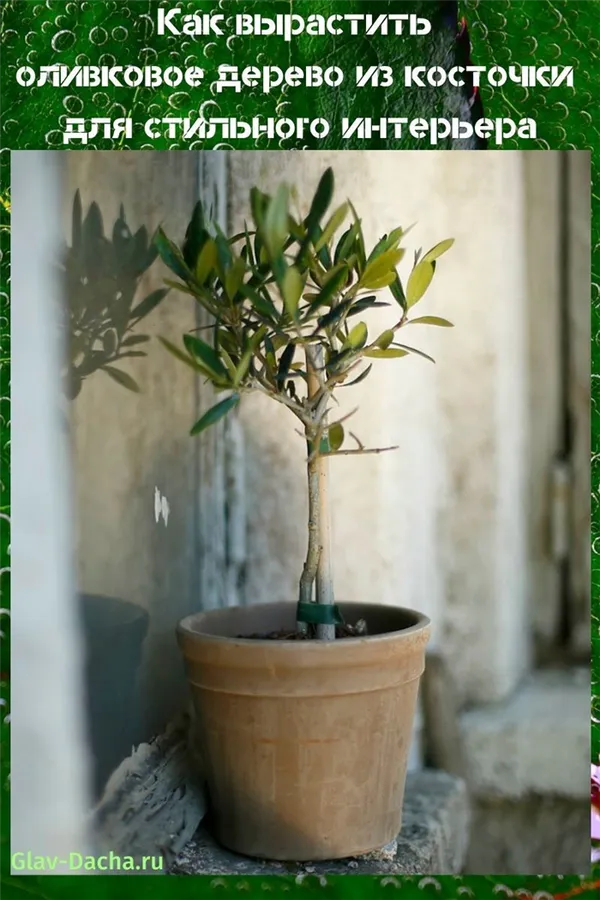 как вырастить оливковое дерево из косточки