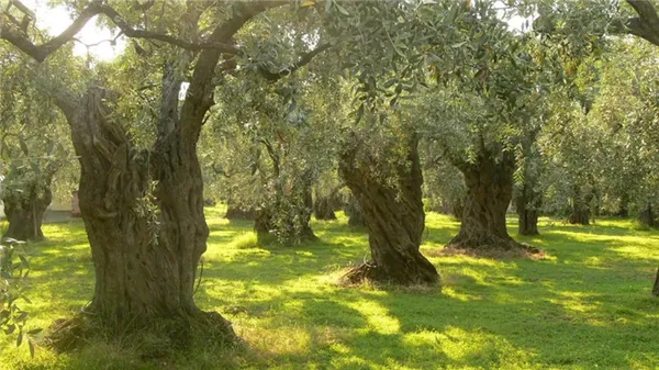 Оливковое дерево: выращивание и уход в домашних условиях